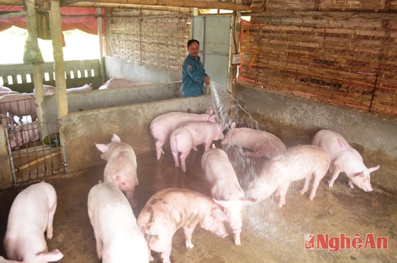 Trang trại chăn nuôi lợn của ông Hoàng Văn Mơ ở xóm 18, xã Nghĩa Trung, Nghĩa Đàn.