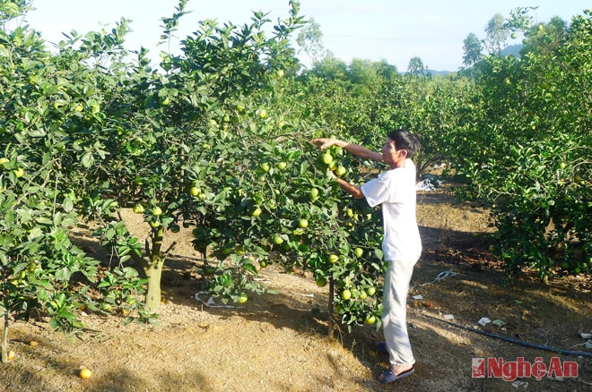 Mô hình trồng cam của gia đình ông Võ Văn Thủy (xã Nghi Công Bắc, huyện Nghi Lộc).