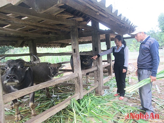 Đồng chí Nguyễn Thị Minh Hai thăm mô hình chăn nuôi trong xóm.