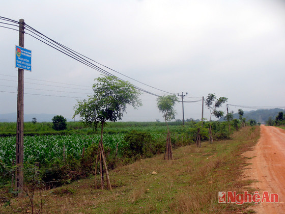 Con đường dẫn vào trung tâm xã Hùng Sơn đã được đoàn thanh niên xã trồng hàng cây phủ xanh hai bên đường là công trình thanh niên tự quản