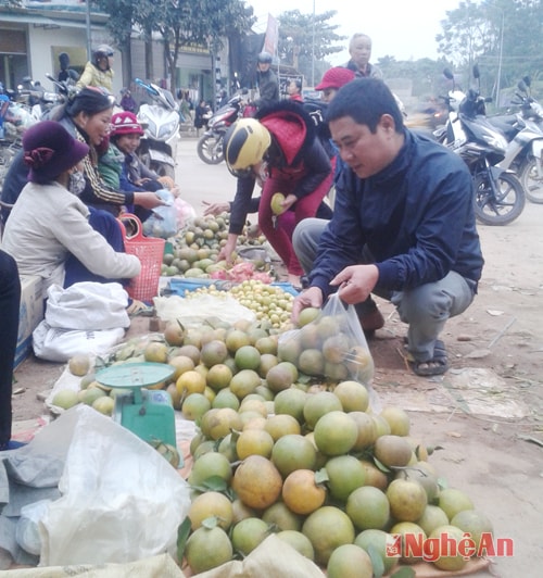 Sau khi trở về từ cánh đồng hoa hướng dương, hầu hết du khách đều lựa chọn cam Vinh để làm quà