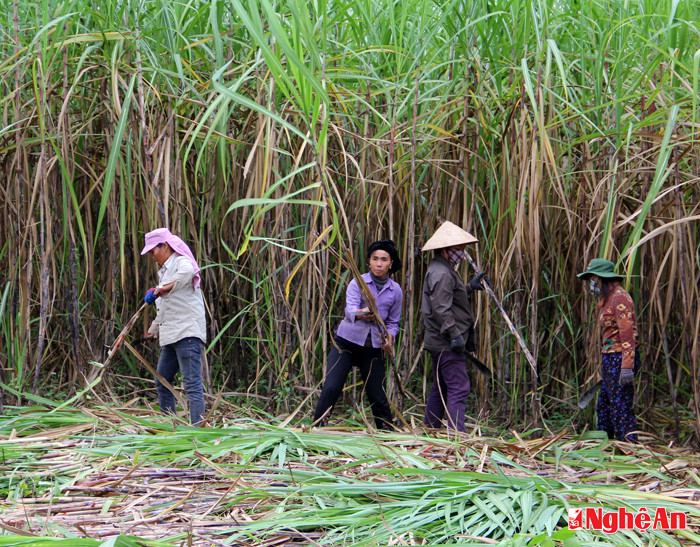 Những ngày này, đông đảo bà con bản Boong rủ nhau đi thu hoạch mía