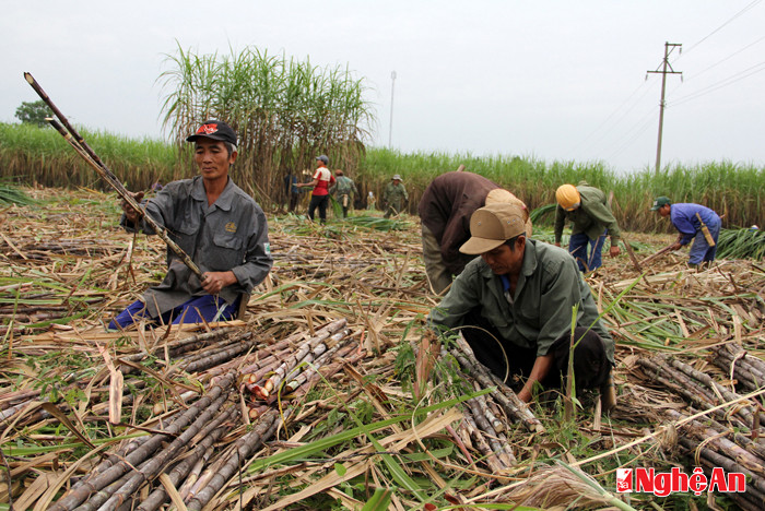 Sau khi “chắn” xuống, mía được bó thành từng bó nhỏ để dễ dàng đưa lên xe bò lốp vận chuyển hay bốc ô tô tải