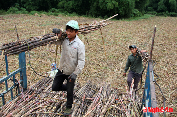 Bốc mía lên xe tải vận chuyển đến nhà máy đường để cân, bán