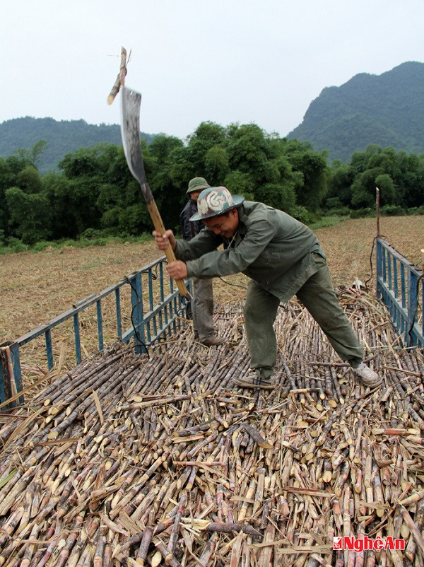 Trong quá trình bốc lên xe tải, mỗi xe chở mía phải có 1 đến 2 người làm nhiệm vụ “phăm” những cây mía cong để mía trên xe gọn và chở được nhiều hơn