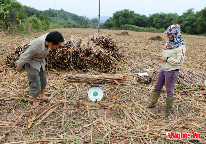 Người dân ở các vùng lân cận đến thu mua mía ngọn về làm giống