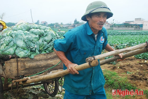 Thu hoạch bắp cải