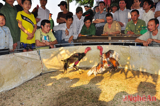 Một trận chọi gà tại phường Nghi Thủy  nhân dịp Lễ hội sông nước Cửa Lò.