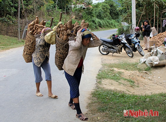 Gùi sắn đến địa điểm nhập.