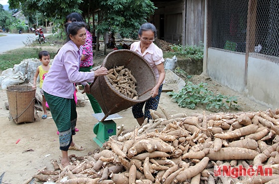 Tập kết sắn.