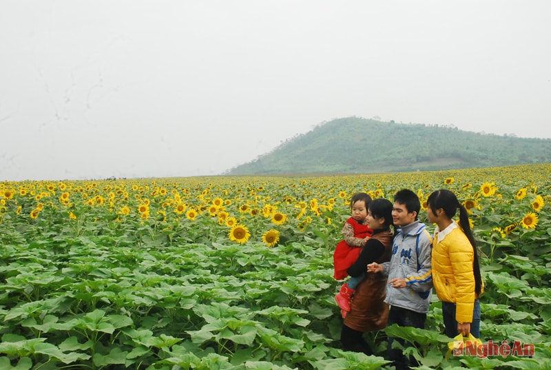 7 giờ sáng gia đình này đã đến tận nơi để ngắm hoa.