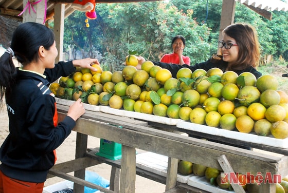 Cam Minh Hồ bày bán bên đường Hồ Chí Minh.