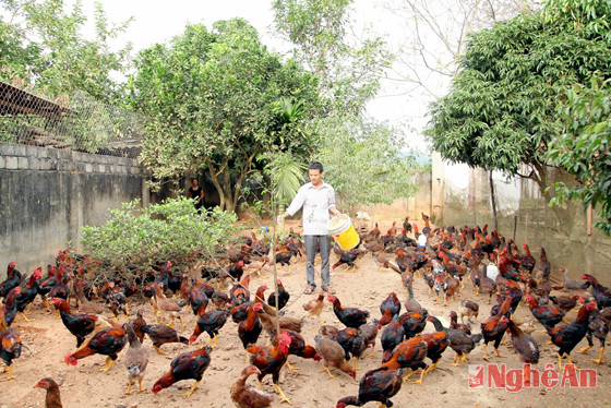 Trang trại chăn nuôi gà chọi của anh Trần Văn Hải ở xã Nghĩa Thuận (TX. Thái Hoà).