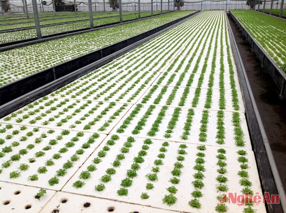 Vườn rau công nghệ cao ở Nhật Bản. Ảnh: N.L