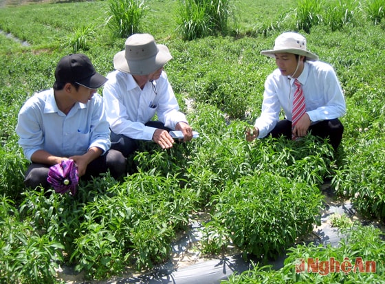 Kiểm tra mô hình trồng cây cỏ ngọt tại xã Nam Sơn - huyện Đô Lương.