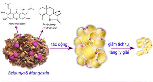 Các hoạt chất sinh học quý từ Belaunja và Mangastin có trong LIC giúp giảm tích tụ và tăng ly giải mỡ trắng an toàn, hiệu quả