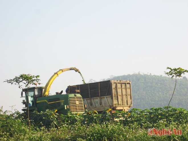 Công ty TH dùng máy móc vừa thu hoạch vừa xay hoa hướng dương ngay trên đồng