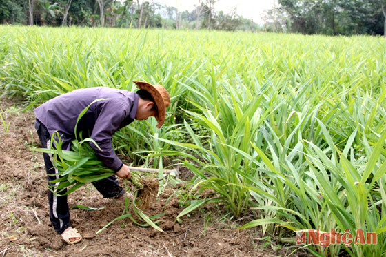 Người dân khối Tân Hương 2 thu hoạch cây rễ hương.