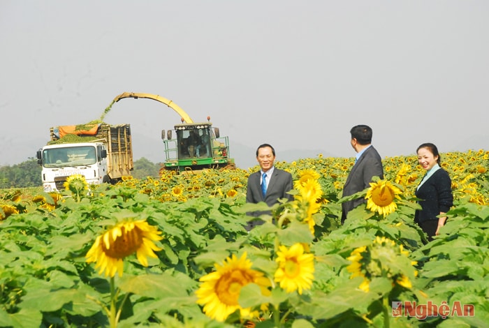 Thu hoạch hoa hướng dương