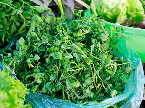 Xà lách xoong là loại rau cải giàu dược tính, có thể dùng để chữa các bệnh về đường hô hấp Ảnh: Hoàng Triều
