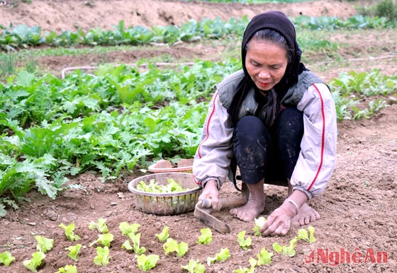 Cấy giống rau cải