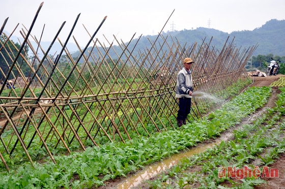 Hệ thống nước tưới được lắp đặt và dẫn về tận ruộng rau