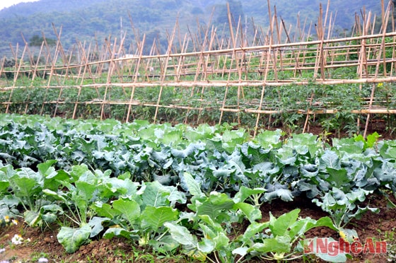 Thực hiện đúng quy trình, kỹ thuật nên rau của bản Phòng phát triển tốt