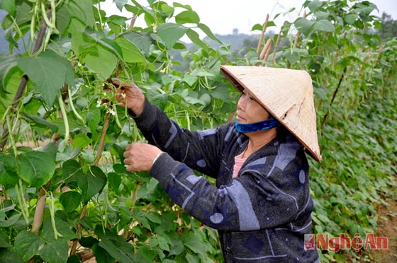 Thu hoạch đậu