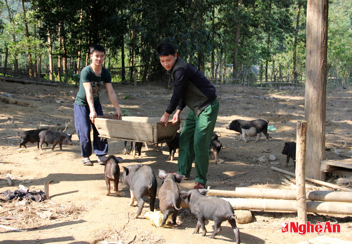 Chăn nuôi lợn nít để tăng gia sản xuất