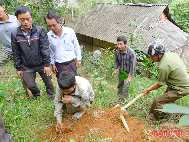 Người dân xã Hạnh Dịch (Quế Phong) trồng mây dự án  do Chương trình 30a hỗ trợ. Ảnh: T.A