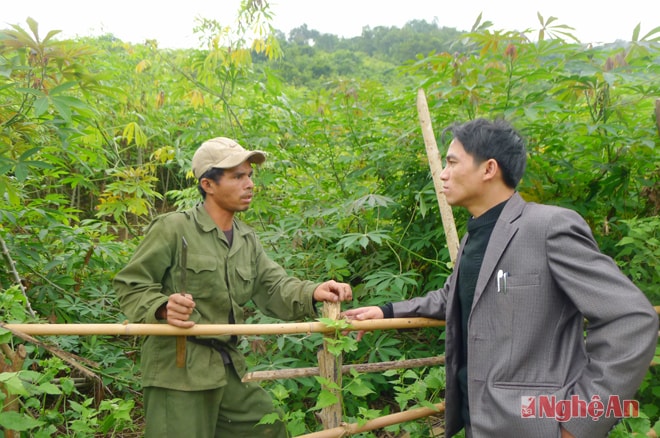 Cán bộ xã Nga My (Tương Dương)  trao đổi với chủ hộ mô hình trồng sắn do Chương trình 30a hỗ trợ. Ảnh: T.A