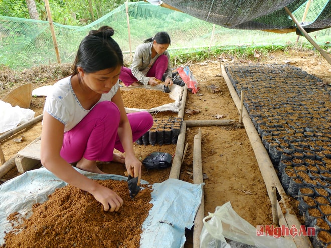 Đóng bầu ươm mây giống tại HTX Hạnh Dịch (Quế Phong).Ảnh: T.A