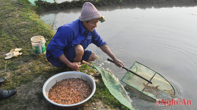 Cảnh vớt rươi