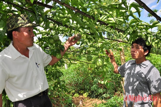 Phát triển cây chanh leo  ở xã Tri Lễ (Quế Phong). Ảnh: Trần Hải