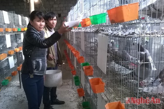 Vợ chồng anh Thiềm chăm sóc đàn bồ câu.