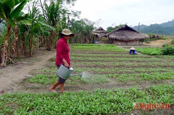 Mô hình rau sạch ở Châu Kim (Quế Phong) do Chương trình 30a hỗ trợ.