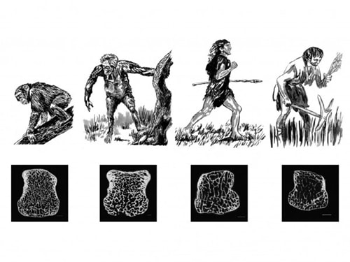 Sự thay đổi xương xốp trên xương tay của tinh tinh, vượn người nguyên thủy Australopithecus africanus, người Neanderthal, người hiện đại (theo thứ tự từ trái sáng phải). Ảnh: AMNH/J. Steffey and Brian Richmond 