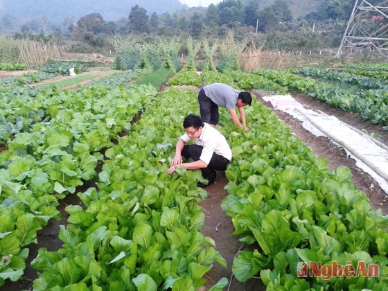 Đồng chí Vi Viết Kiều - Phó Chủ tịch UBND xã Tam Thái,  huyện Tương Dương (áo trắng) kiểm tra mô hình trồng rau an toàn.