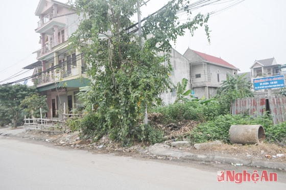 Vỉa hè không còn là vỉa hè mà chỉ là cỏ, cây dại mọc khiến cho con đường Phạm Đình Toái thêm nhếch nhác