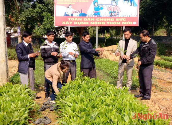Cán bộ Huyện ủy Tân Kỳ trao đổi với cán bộ Đoàn xã Tân Hương về công tác ươm giống keo phục vụ chương trình trồng rừng nguyên liệu.