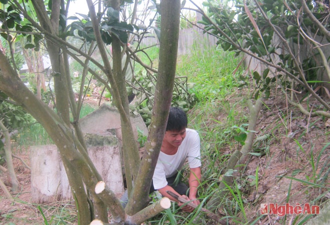 Người dân tự  giác chặt cây cối trồng trên hành lang