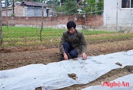 Nông dân làng hoa Trung Mỹ, xã Hưng Đông (TP. Vinh) trồng hoa phục vụ thị trường Tết Nguyên đán.