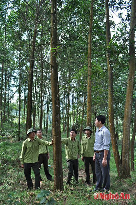 Kiểm tra rừng trồng tại Khe Tròn (Thanh Chương).  Ảnh: VĂn đoàn