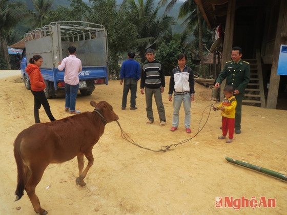 Chị Lô Thị Than vui mừng đón nhận bò giống từ đại diện Đồn Biên phòng Tam Quang