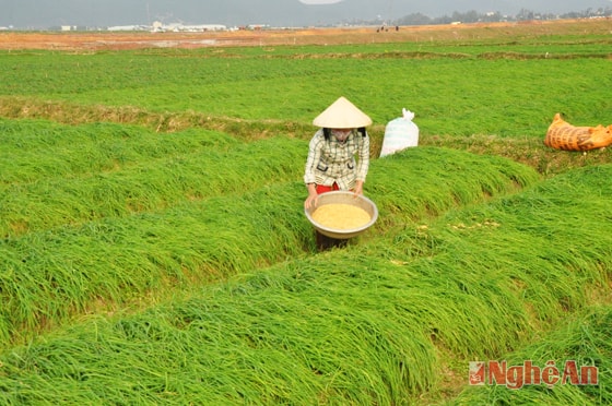 Nông dân Nghi Thuận chăm sóc hành tăm.