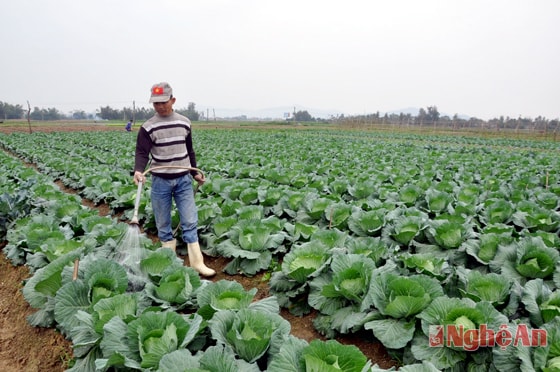 Anh Nguyễn Hữu Trung (xóm 13, Nghi Long) chăm sóc cải bắp