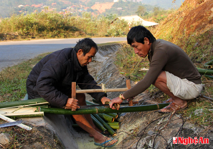 Sau khi khai thác về, nứa lùng được cắt thành từng đoạn ngắn.