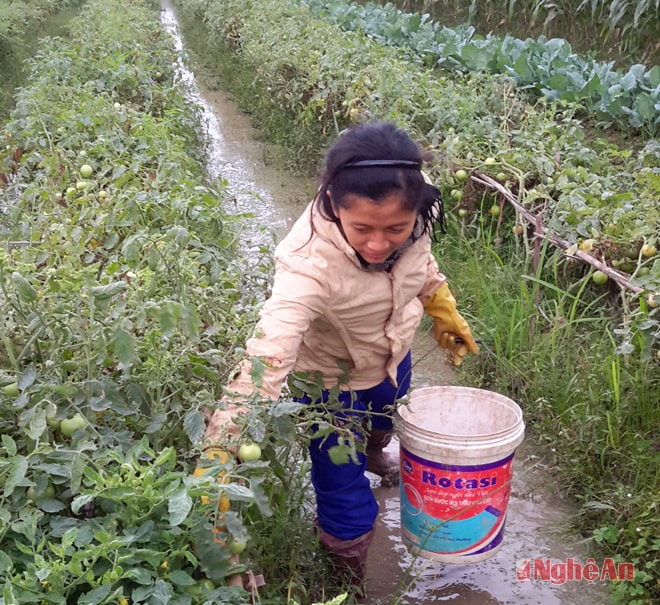 Thu hoạch cà chua ở Quỳnh Giang (Quỳnh Lưu).