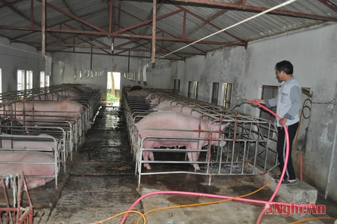 Trang trại chăn nuôi của ông Nguyễn Kim Chiến ở xã Nam Anh, huyện Nam Đàn.