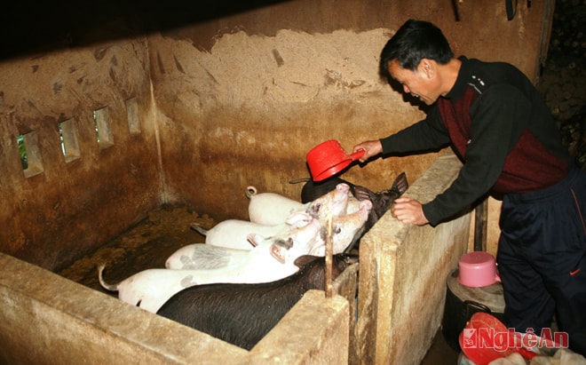 Ông Nguyễn Văn Minh ở bản Bà, xã Hữu Kiệm (Kỳ Sơn) chăm sóc đàn lợn.